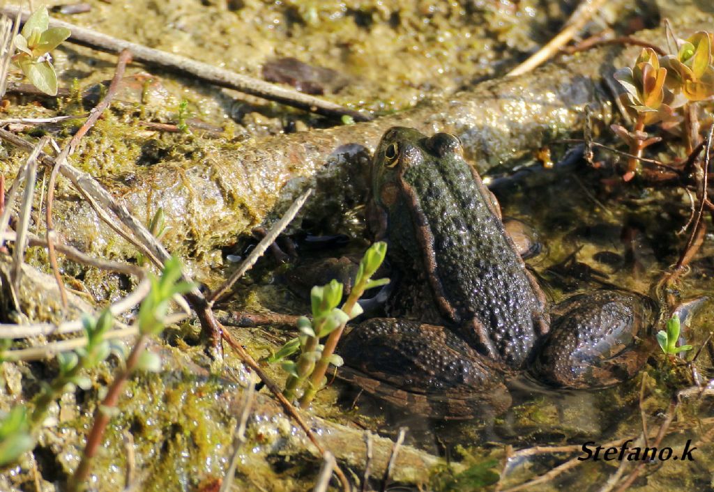 Da Identificare! Pelophylax ridibundus? (prov. Trieste)